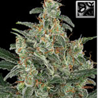 BlimBurn Seeds Kabrales Automatic Feminized