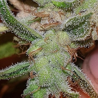 Connoisseur Genetics Seeds Mango N Cheese Feminized