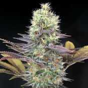 Cali Bay Dream – Feminized – Garden of Green