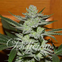 Delicious Seeds Unknown Kush (was Desconocida Kush) Feminized