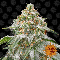 Barney's Farm Seeds Pink Kush Feminized