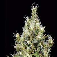 CBD Seeds Northern Feminized