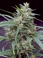 Cannape - Feminized - Big Monster Seeds