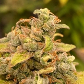 Critical Banana Smoothie Auto - Feminized - Tastebudz