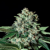 Gorilla Bilbo - Feminized - Genehtik Seeds