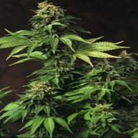 T.H.Seeds Akorn Feminized