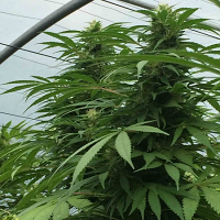 SuperCBDx Seeds Sweet Cheese x SCBDx Feminized