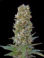 Advanced Seeds Automatik Mix Feminized