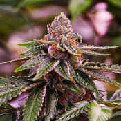 Girl Scout Cookies - Feminized - Nirvana Seeds