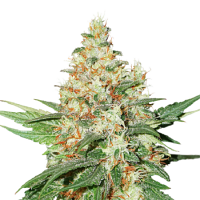 Seed Stockers Seeds OG Kush Feminized