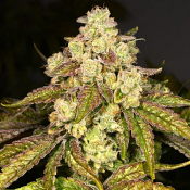 Fritter Licker - Regular - Archive Seeds