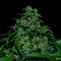VIP Seeds Tank Feminized