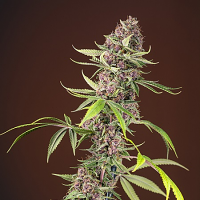 Sweet Seeds Red Mandarine F1 Fast Version® Feminized