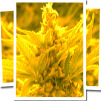Emerald Triangle Seeds Cheesy Headband Feminised