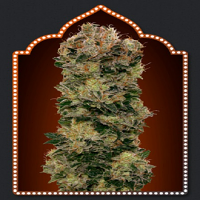 OO Seeds Auto Somango Feminized