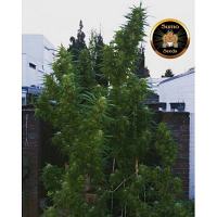 Sumo Seeds Cold Thunder Feminized