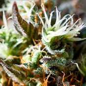 Lemon Ice 2.0 - Feminized - Ripper Seeds