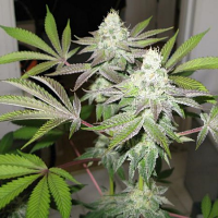 Cali Connection Seeds 78 The Gold Line Feminized