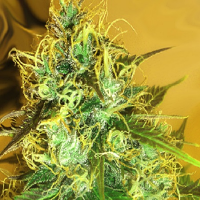 Medicann Seeds Blue Mountain Durban Feminised