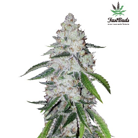 West Coast OG Auto – Feminized – Fast Buds