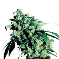 Super Skunk – Regular – Sensi Seeds