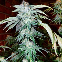 Purple Caper Seeds Chocolate Chip Cookie Regular