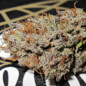 Super Silver Mandarin - Feminized - Ultra Genetics