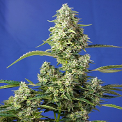 Gorilla Girl XL Auto - Feminized - Sweet Seeds