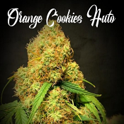 Orange Cookies Auto - Feminized - Tastebudz