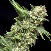 Pyramid Seeds Alpujarrena Feminised