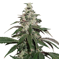Seed Stockers Seeds Nicole Cream Auto Feminized
