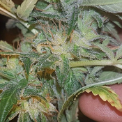 ChemDog Haze Freak - Regular - Connoisseur Genetics