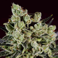 SuperCBDx Seeds Grapefruit x SCBDx Feminized