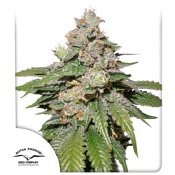 Auto Mokum's Tulip - Feminized - Dutch Passion Seeds