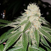 Sunlato FKA Currylato - Feminized - The Plug Seedbank
