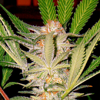 Sweet Seeds S.A.D Feminized