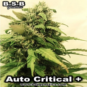 Critical + Auto - Feminized - BSB Genetics