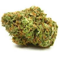 Bulk Seeds Hindu Kush Feminized