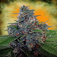 Bulk Seeds Auto Blue Amnesia Feminized
