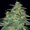 Samsara Seeds Sweet Black Angel Feminized