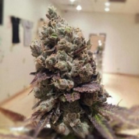 Rare Dankness Seeds Lee Roy Regular