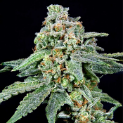 026 - Feminized - Grateful Seeds