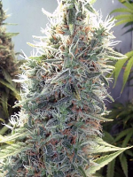 Female Seeds C99 Feminized