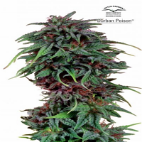 Durban Poison® - Feminized - Dutch Passion