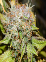 Purple Caper Seeds Wedding Cake Regular