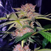 Mimosa Champagne - Feminized - Female Seeds