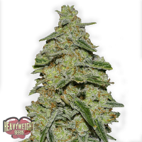 Heavyweight Seeds Lemon Cake Feminized