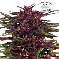 Dutch Passion Seeds Twilight Feminized
