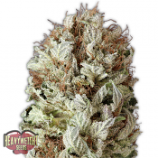 Extreme Impact Auto - Feminized - Heavyweight Seeds