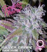 Silver Grape Sherbet - Feminized - Growers Choice